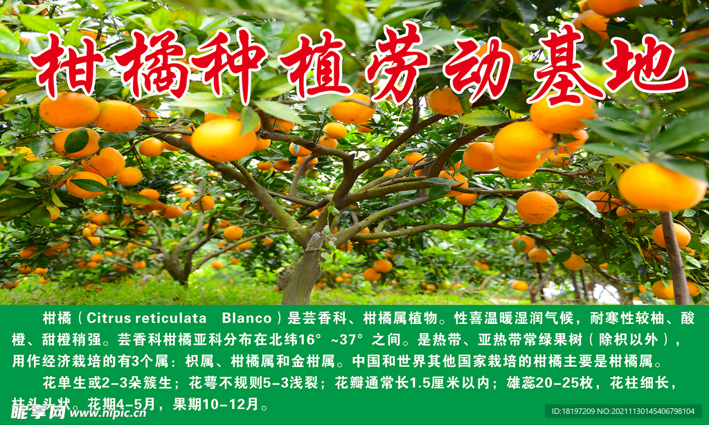 柑橘种植劳动基地