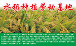 水稻种植劳动基地