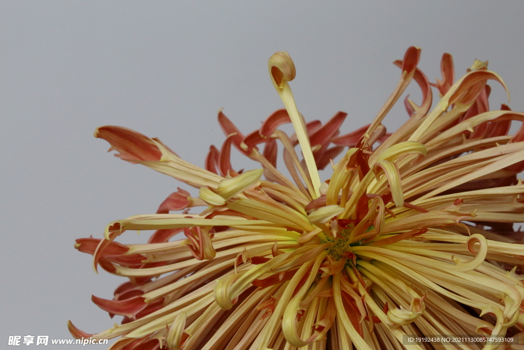 菊花 