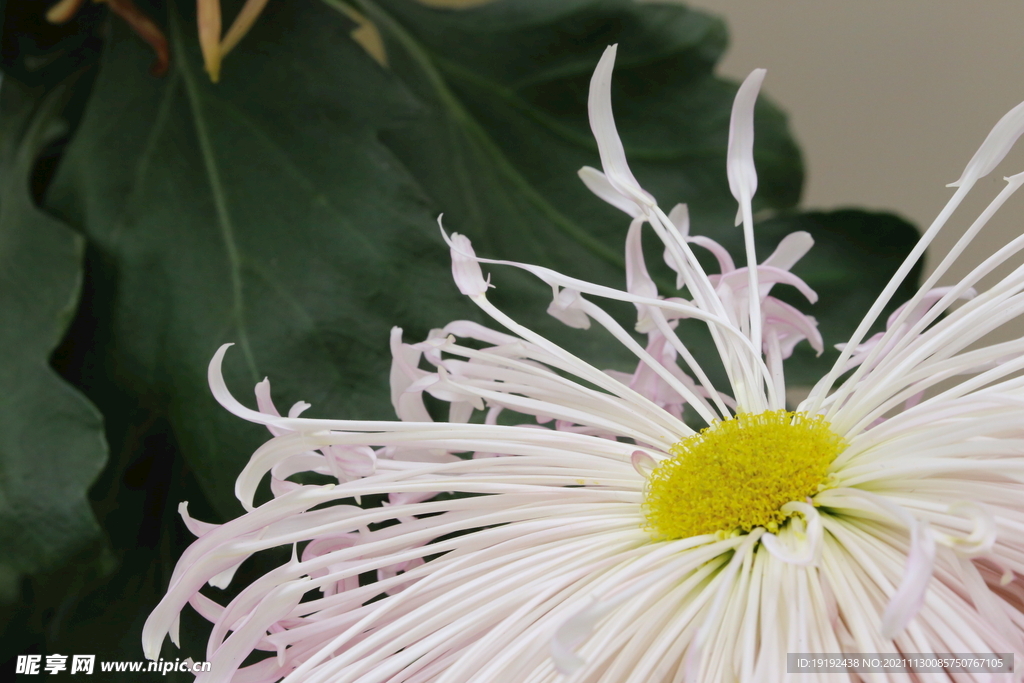 菊花 