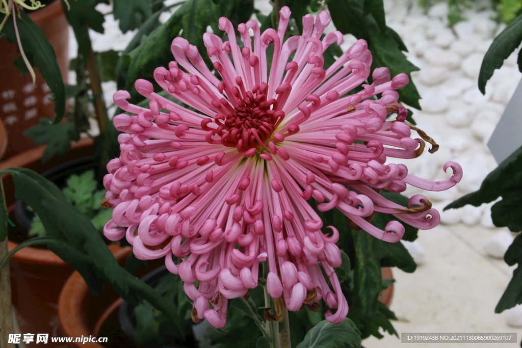 菊花 