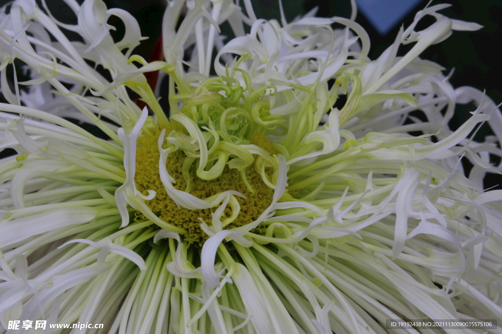 菊花 