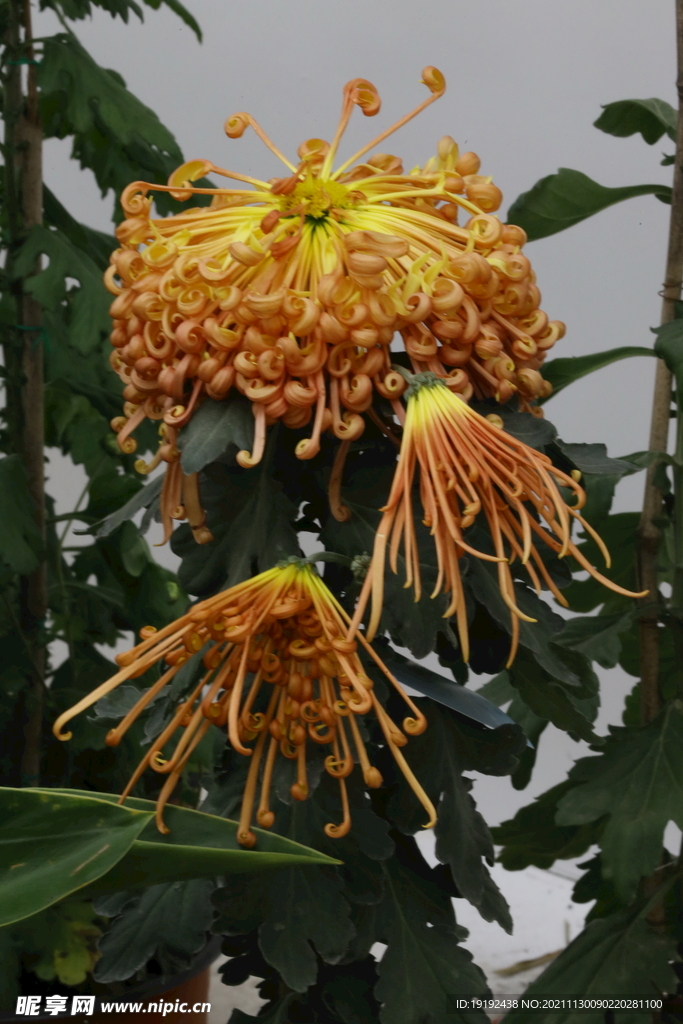 菊花 