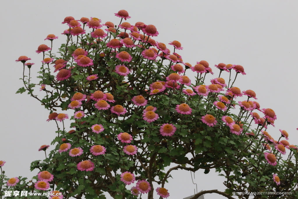 菊花