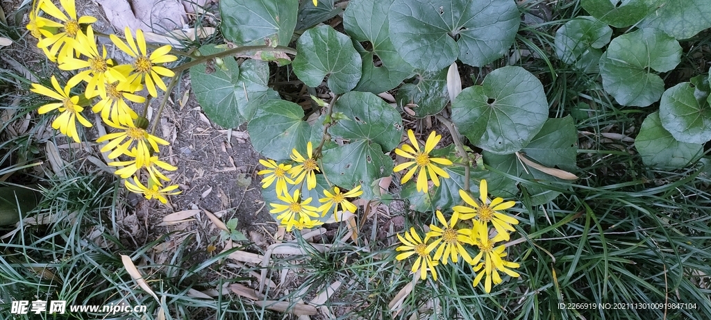吴凤草