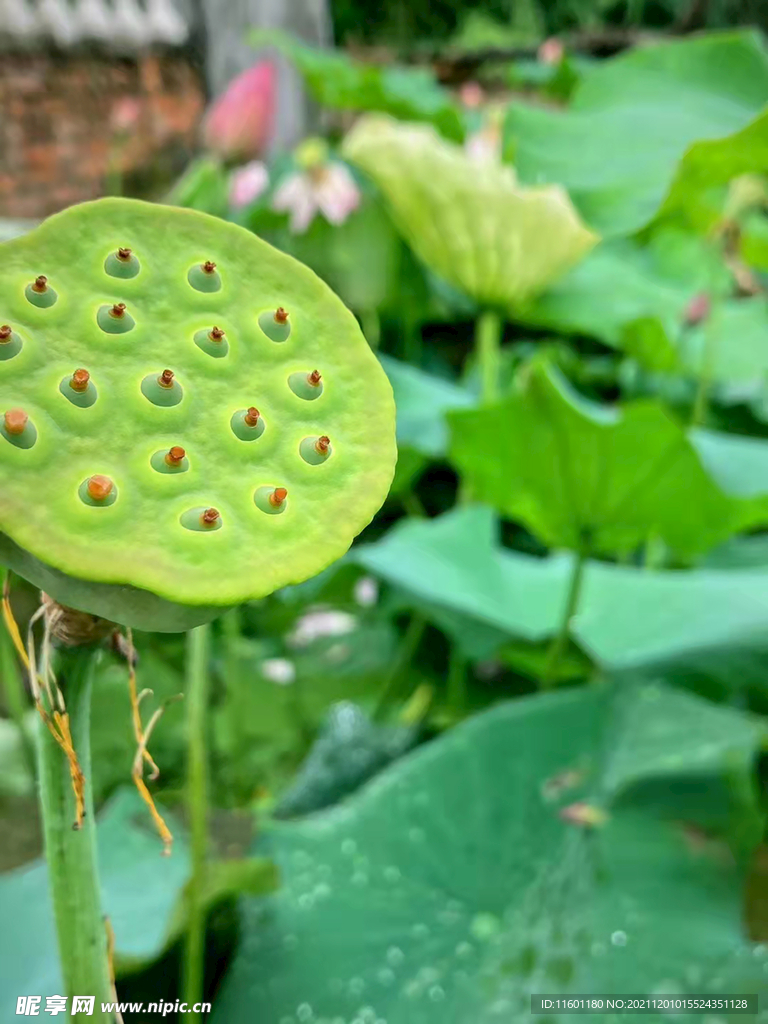 荷花池