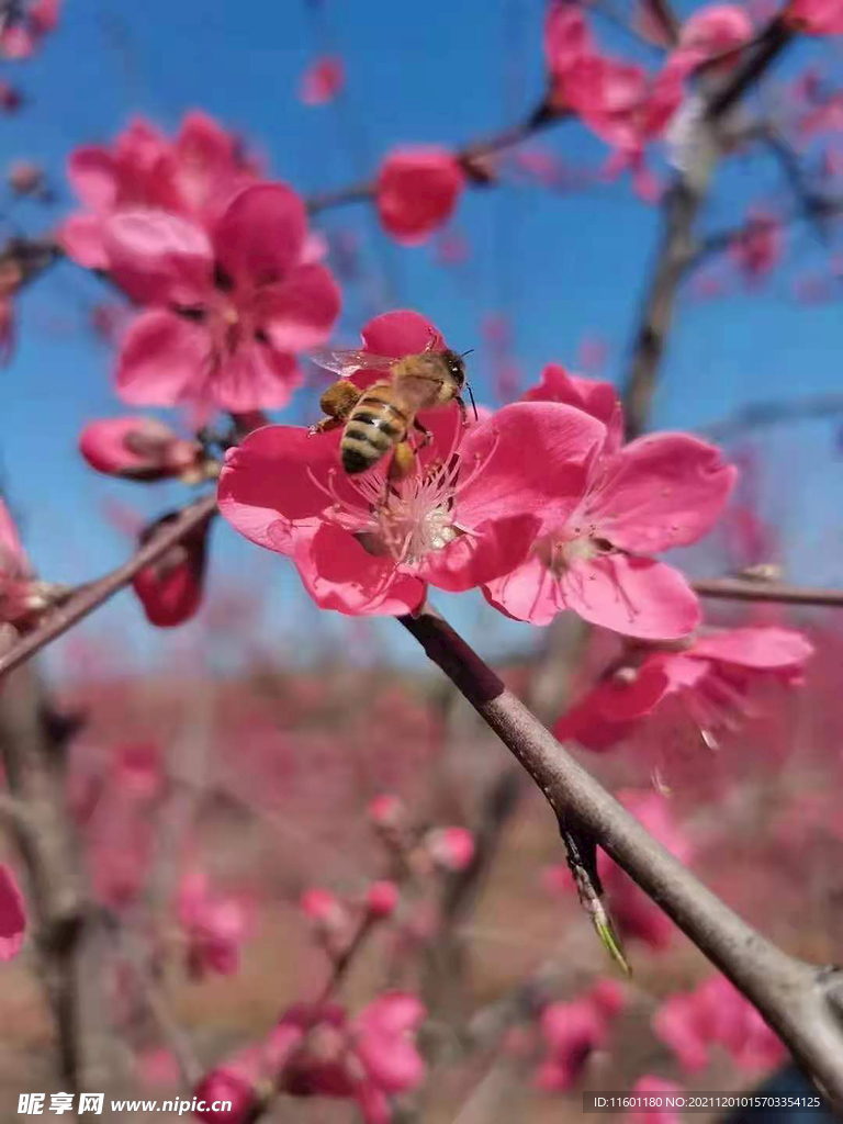 桃花和蜜蜂