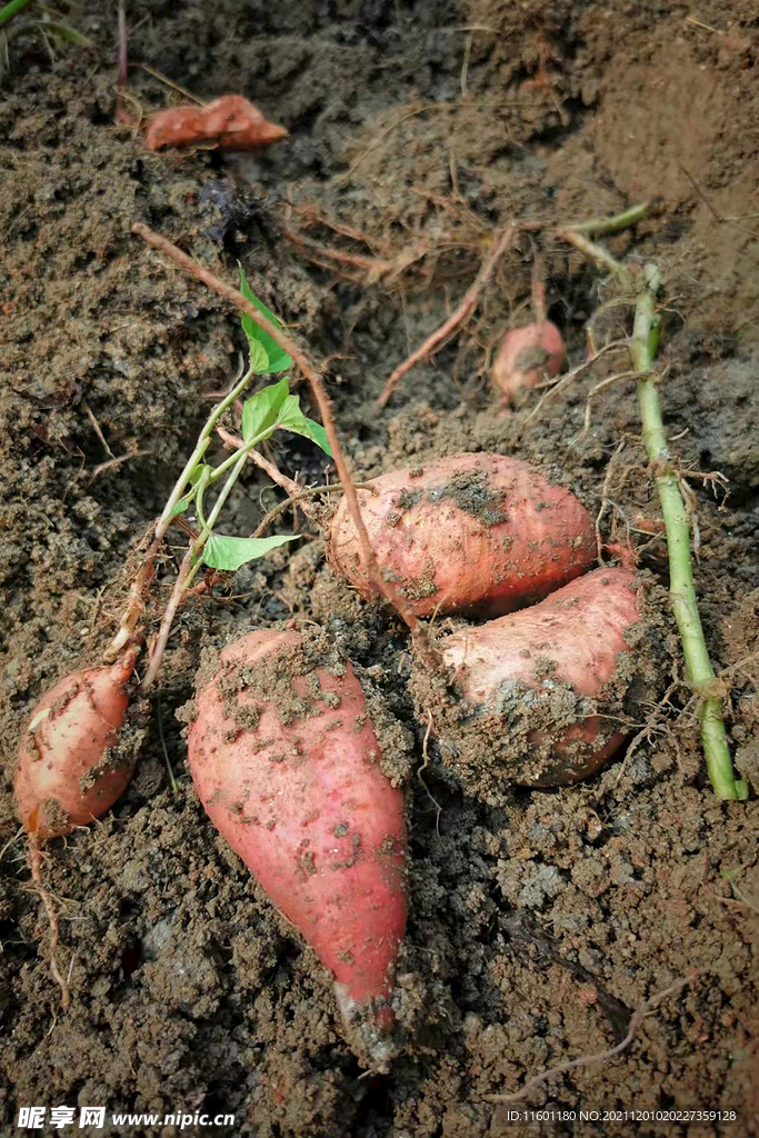 挖红薯