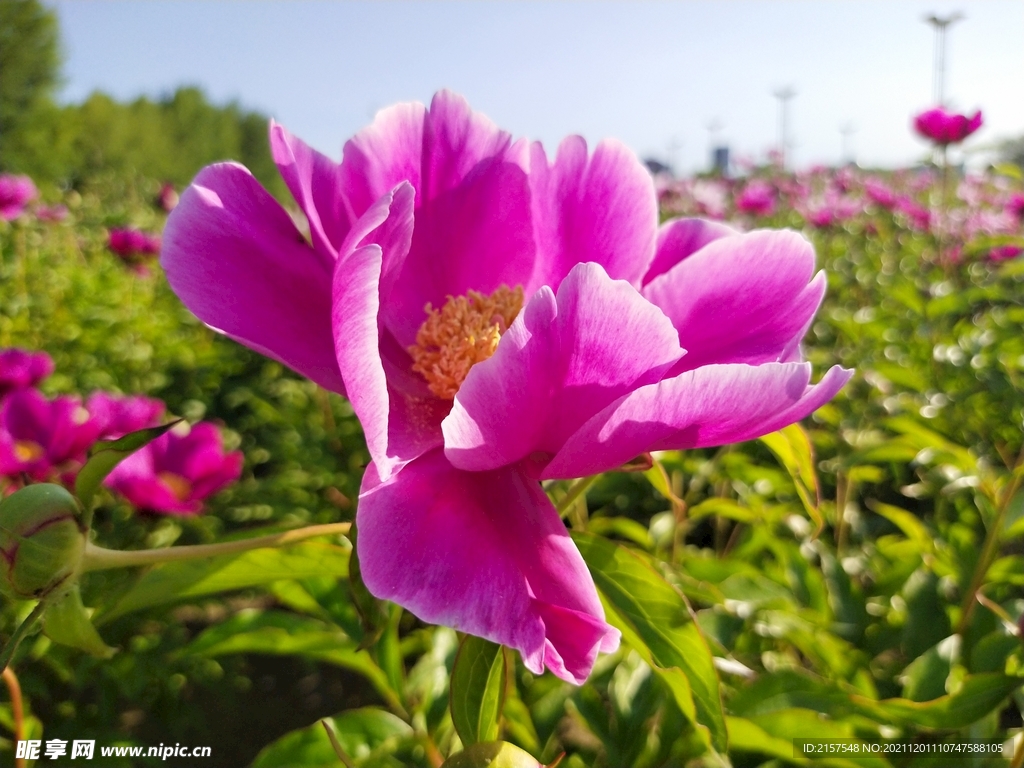 芍药花