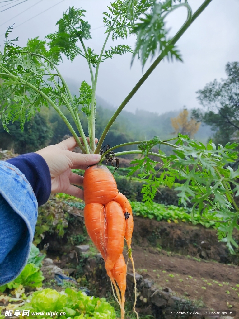 妖娆的胡萝卜