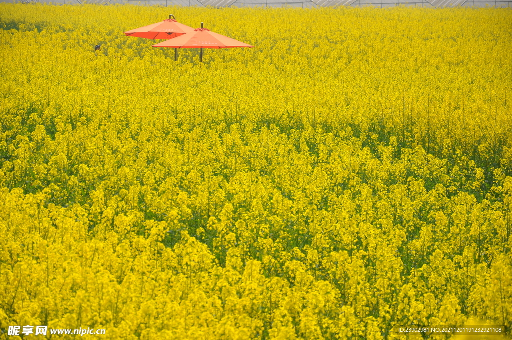 油菜花田