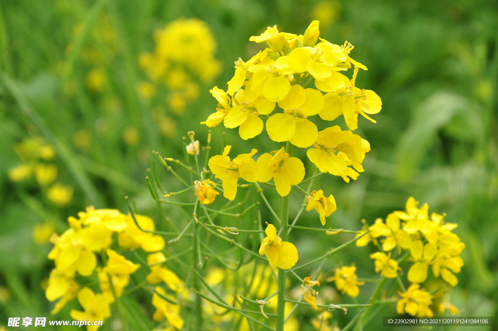 油菜花