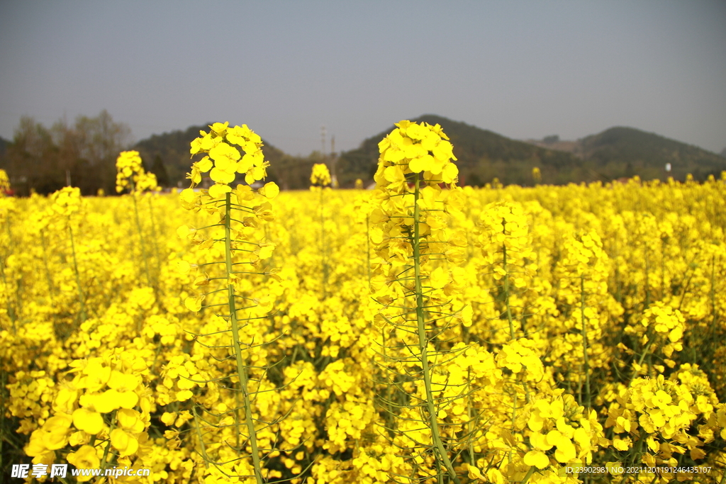 油菜花田