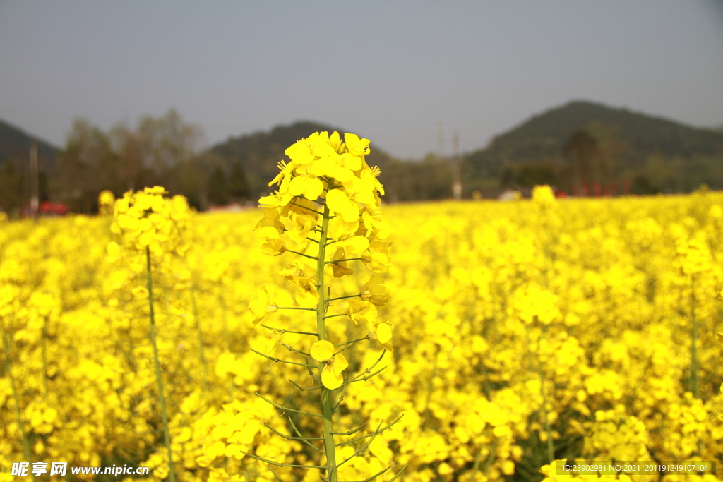 油菜花