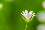 花粉