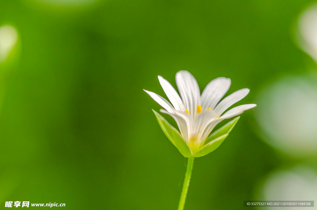 花粉