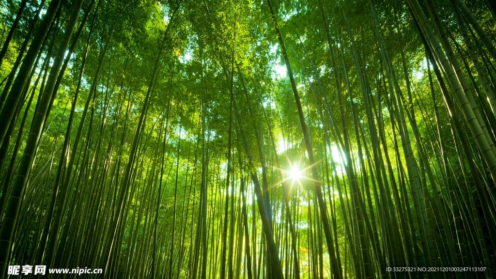 竹林