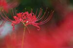 花蕾