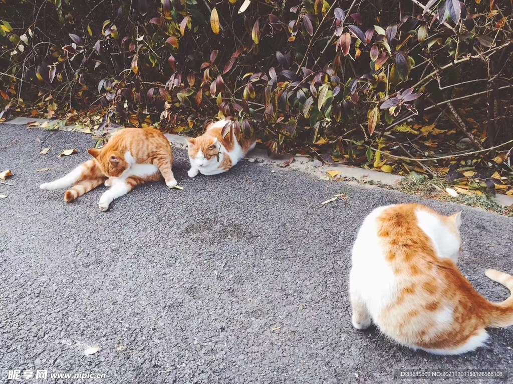 猫