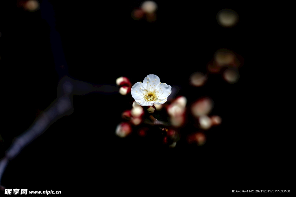 盛开的花朵花瓣