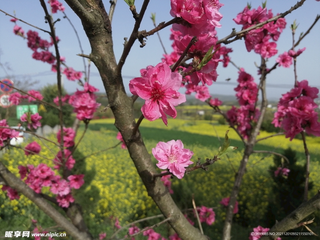 桃花