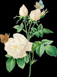 英式复古玫瑰花卉艺术装饰PNG