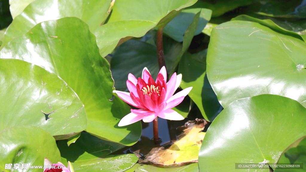 水莲花