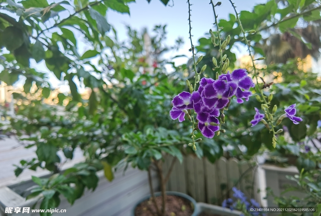 紫色美丽金露花盆栽绿植庭院