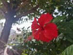 红色朱槿花