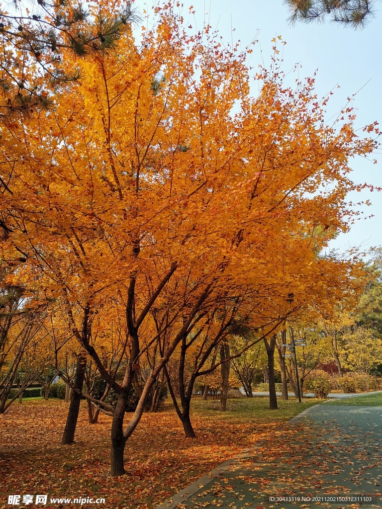 银杏树