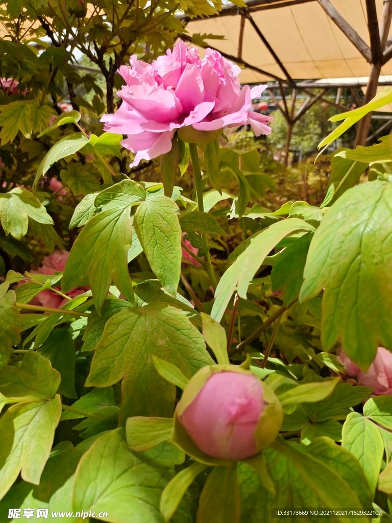 牡丹花