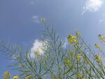油菜花