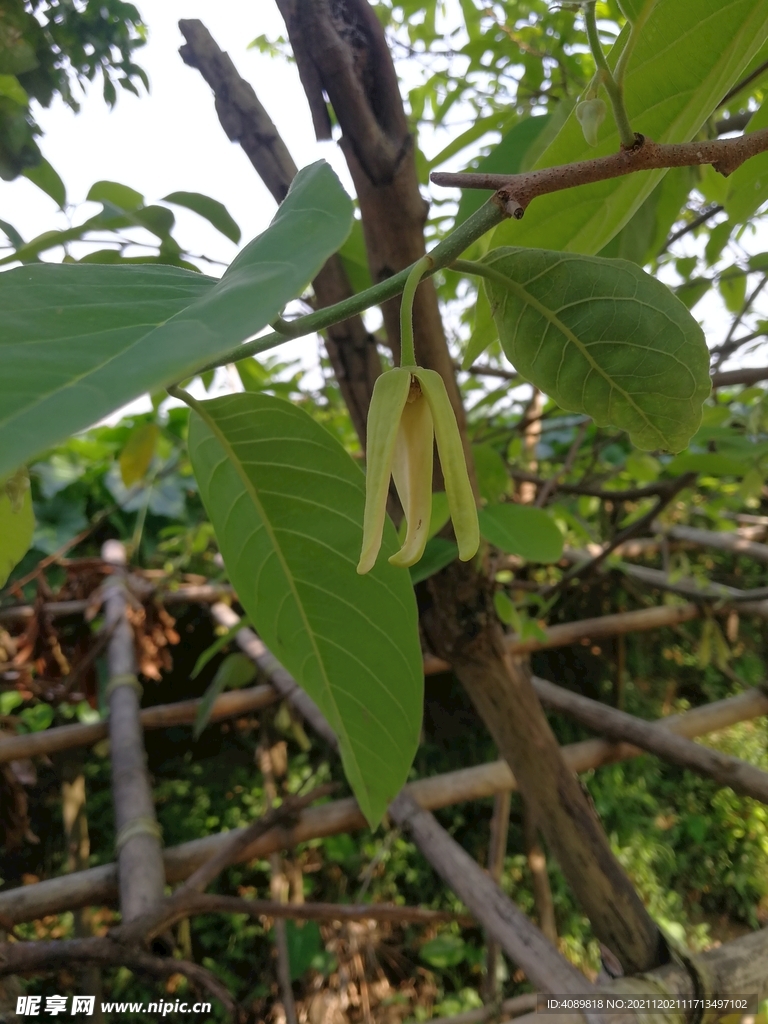 释迦果花