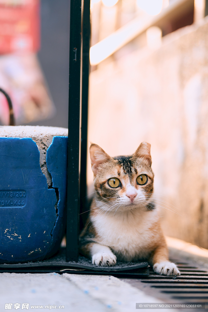 小猫