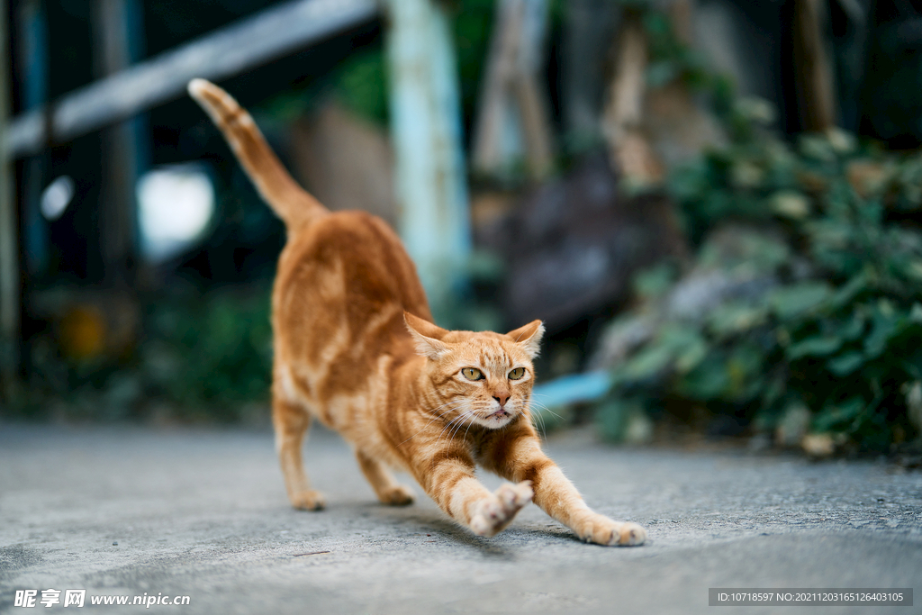 小猫