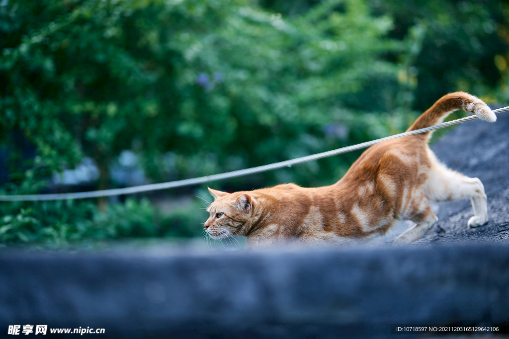 小猫