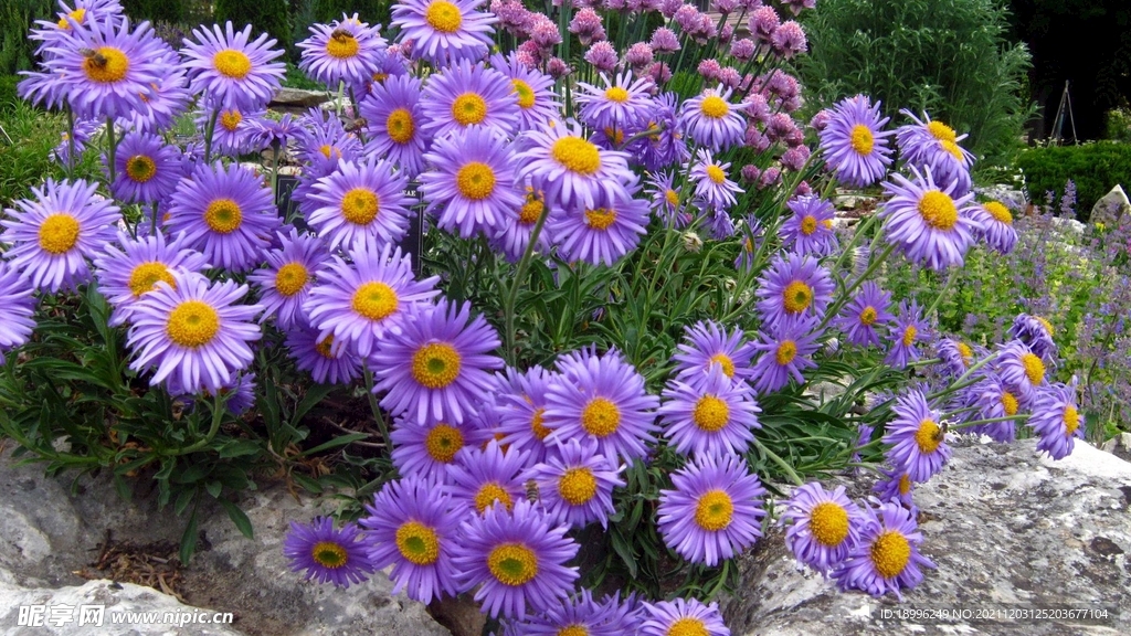 唯美花儿 花田花海 背景图片 