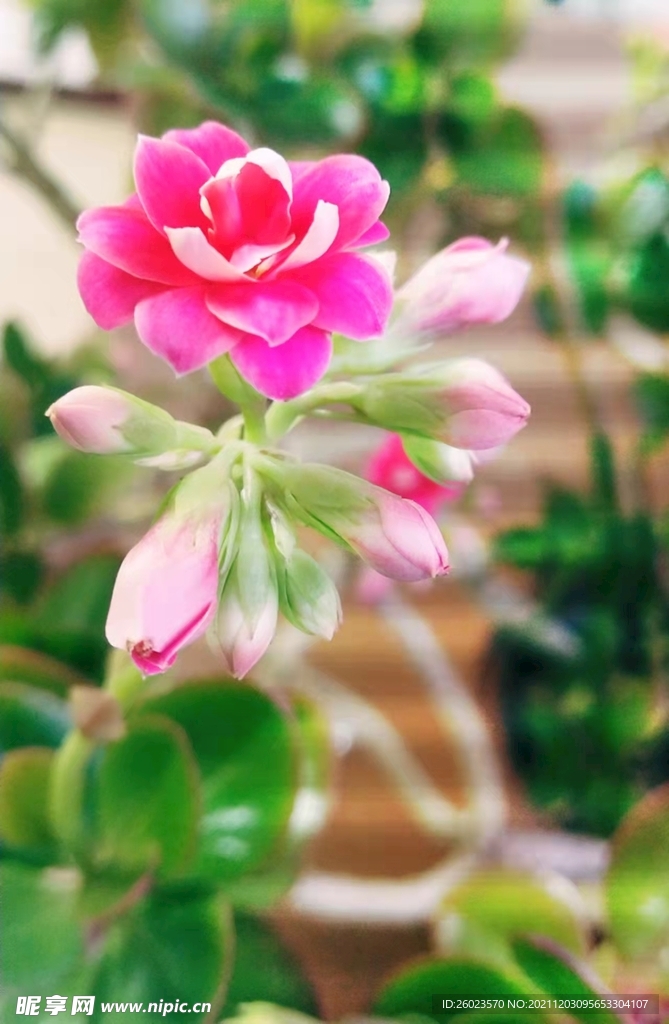 花5