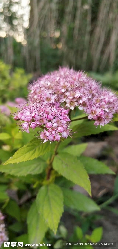 花4