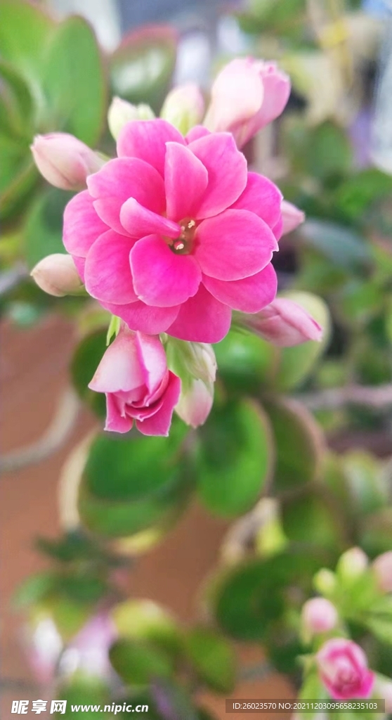 花3
