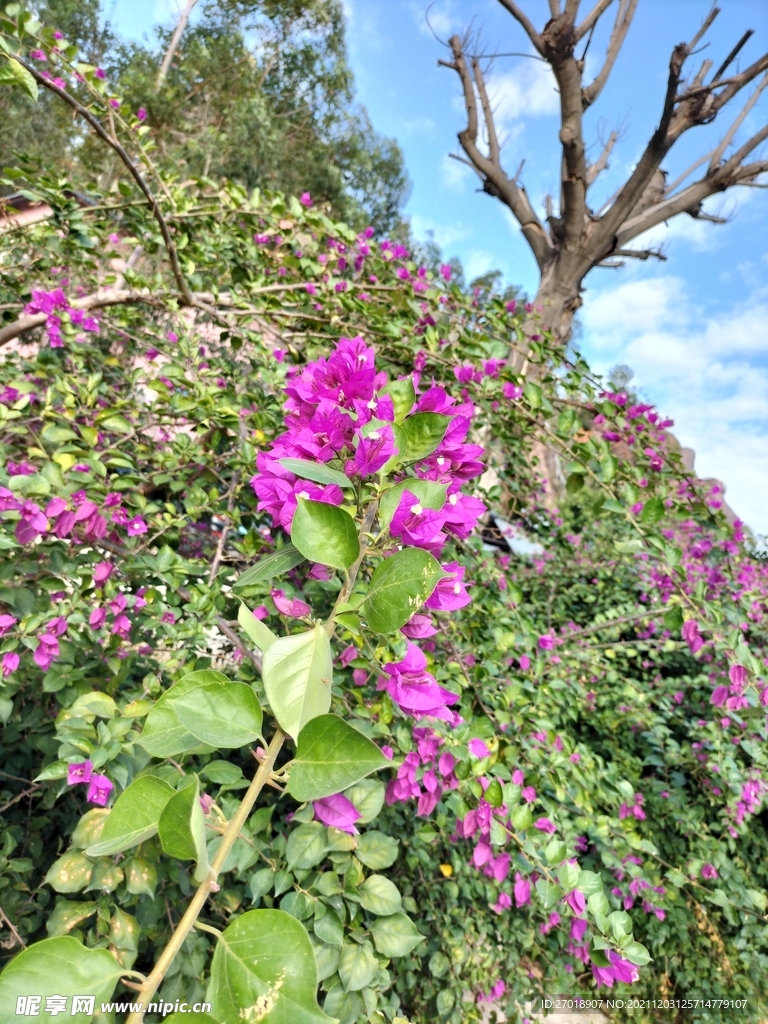 花