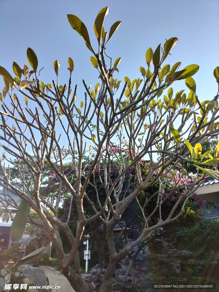树