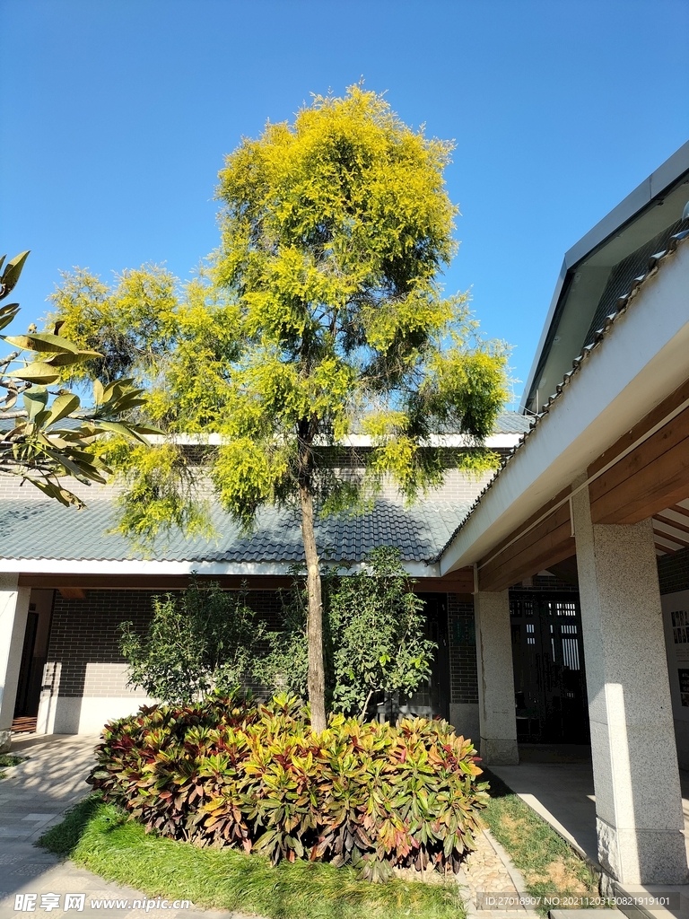 小树