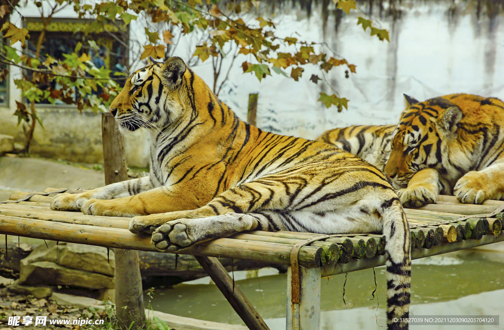 休息的老虎摄影图