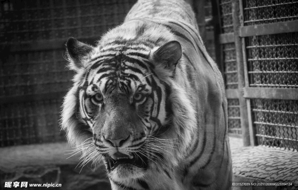 黑白花纹老虎摄影图