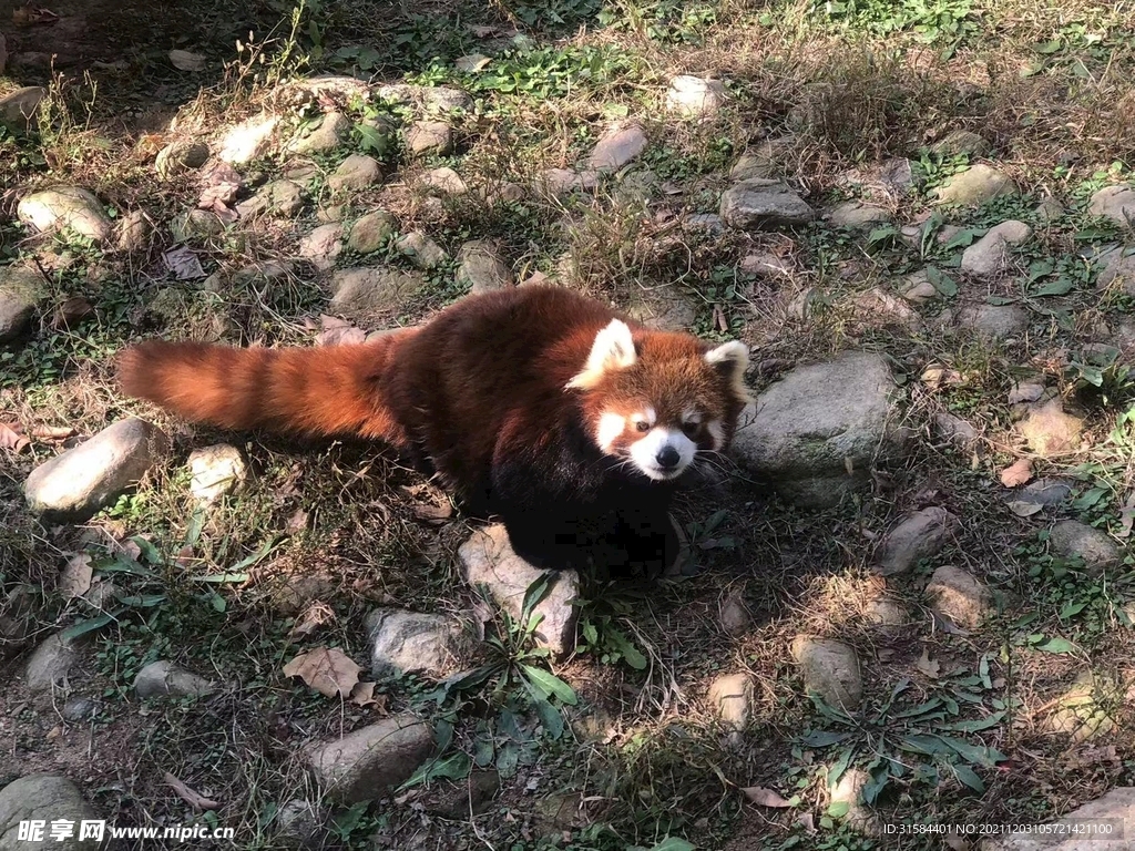 小熊猫