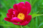 芍药花