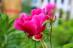 芍药花