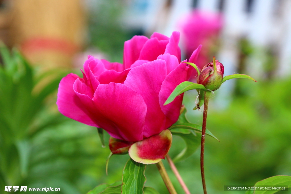 芍药花