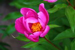 芍药花